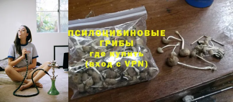 Галлюциногенные грибы Psilocybine cubensis  сколько стоит  Берёзовский 